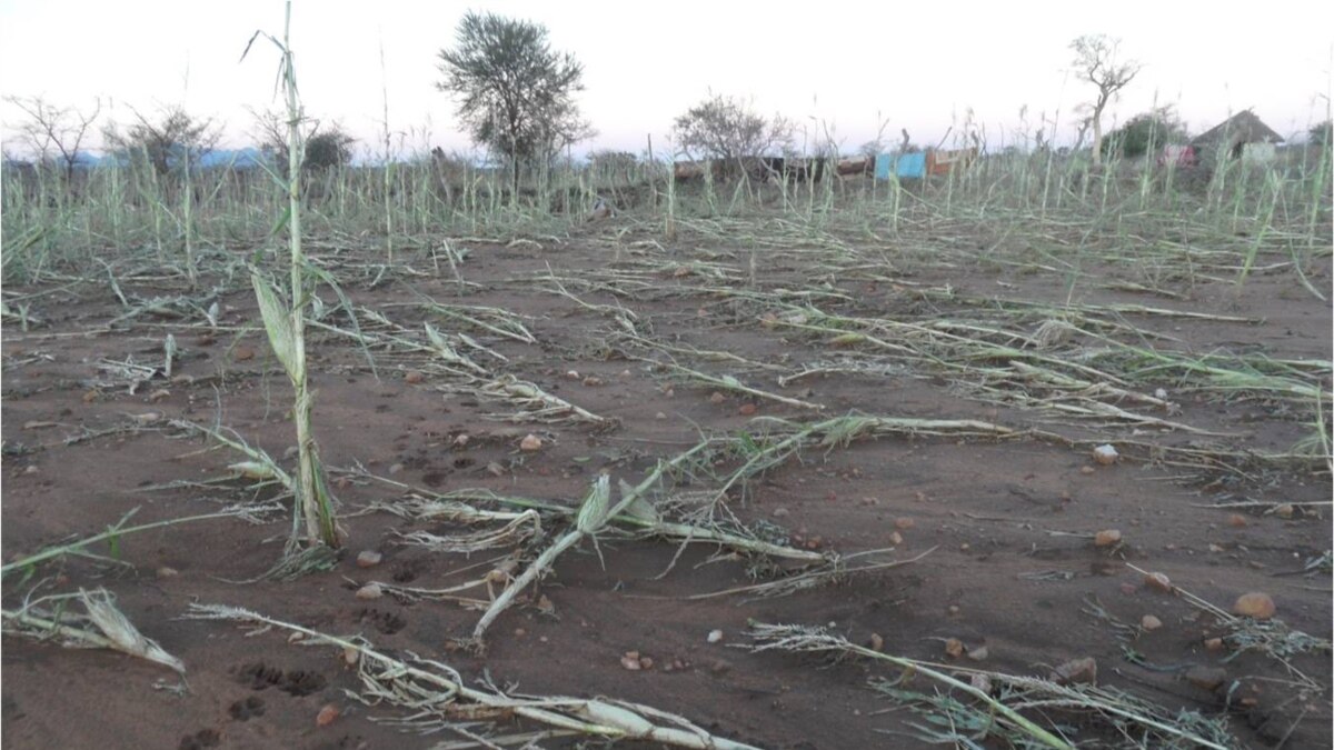 global-climate-change-threatening-zimbabwe-food-security