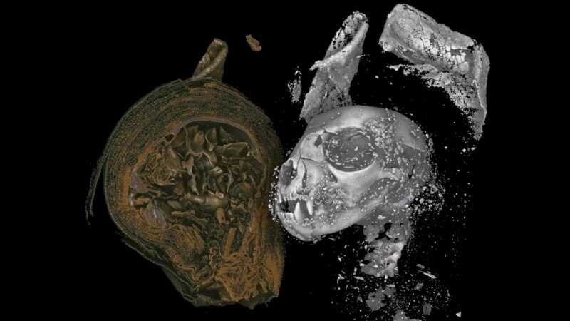 Scientists Study Animal Mummies with 3D Technology