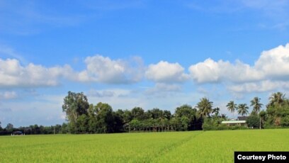 Cánh đồng lúa ở huyện Tân Trụ, tỉnh Long An (Photo: Lê Văn Tài/độc giả VOA)