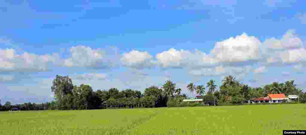 Polje zasijano rižom u delti rijeke Mekong na jugu Vijetnama.(Photo by L&ecirc; Văn T&agrave;i/Vietnam/VOA reader)