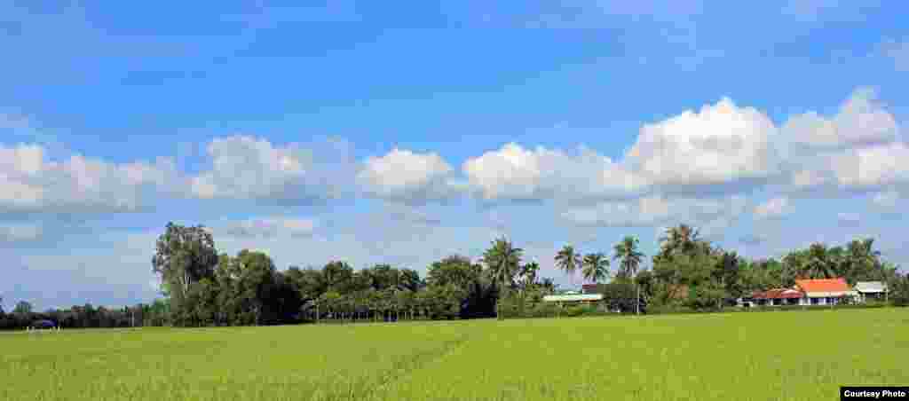 Rice fields in T&acirc;n Trụ district, Long An province in the Mekong Delta region of southern Vietnam (Photo by L&ecirc; Văn T&agrave;i/Vietnam/VOA reader)