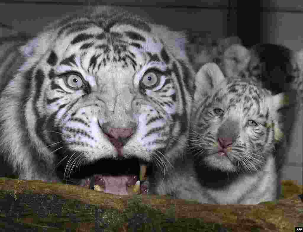 Three white tigers cub are seen next to their mother Orissa at the zoological park of Amneville, northeastern France.