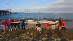 Pez serpiente encontrado en costa de California