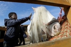 Shaddai Mcleod, 9, brushes Rose at Ebony Horse Club in Brixton, south London, April 18, 2021.