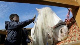 Shaddai Mcleod, 9, brushes Rose at Ebony Horse Club in Brixton, south London, April 18, 2021.