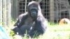 Koko, the Gorilla Who Knew Sign Language, Dies