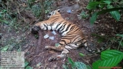 Seekor harimau Sumatra yang ditemukan mati karena terjerat di dalam kawasan hutan tanaman industri di Provinsi Riau, Senin 18 Mei 2020. (Foto: BBKSDA Riau)