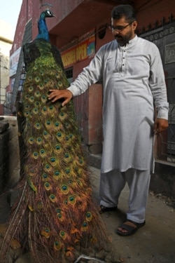 Hafiz Mohammad Fahim menunjukkan merak peliharaan keluarganya, yang diawetkan setelah mati, 10 Juni 2021. Merak tersebut dipelihara selama oleh keluarganya selama tujuh tahun, di Lahore. (AFP)