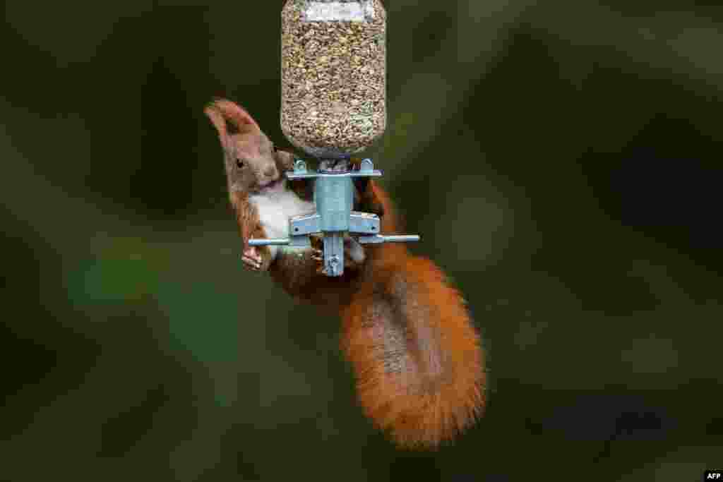 A squirrel clings on a bird feeder and tries to get some grains in Wentorf near Hamburg, northern Germany.