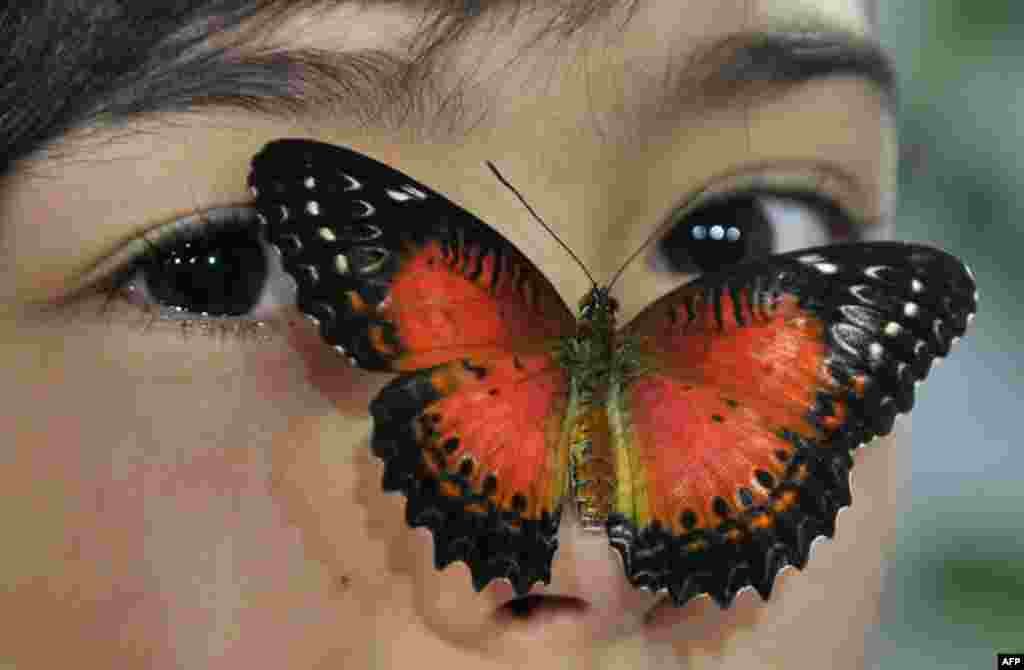 A butterfly lands on a girl&#39;s face during a butterfly exhibition in Bishkek, Kyrgyzstan.