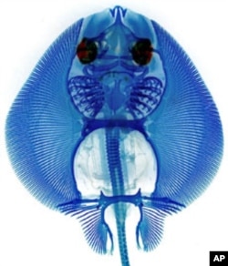 Skates are among a unique set of primitive vertebrates that can re-grow their fins