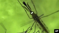 Mosquito que transmite a malária