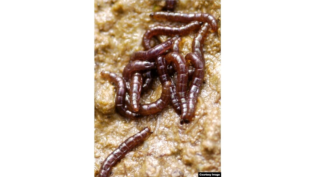 Larvae of the midge Belgica antarctica (Credit: Richard E. Lee, Jr.)