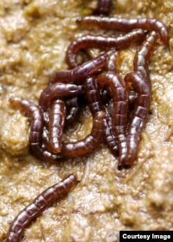Larvae of the midge Belgica antarctica (Credit: Richard E. Lee, Jr.)