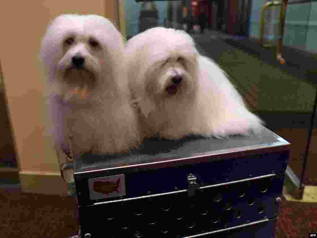 New breed Cotons de Tulear "Chanel" and "Burberry" are shown at the 139th Annual Westminster Kennel Club Dog Show press conference to promote the two new breeds for the 139th Annual Westminster Kennel Club Dog Show, the 2nd Annual Masters Agility Championships and the Meet the Breeds event in New York.