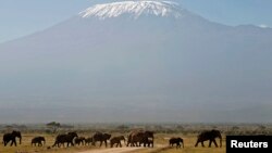 FILE - With Mount Kilimanjaro in the distance, elephants walk in Amboseli National Park, Tanzania, Jan. 2015.