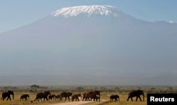 FILE - With Mount Kilimanjaro in the distance, elephants walk in Amboseli National Park, Tanzania, Jan. 2015.