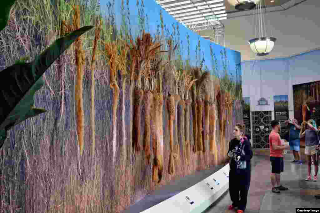 A display of long-root plants that feed us at the National Botanic Garden in Washington, D.C. aims to educate visitors and field-trip students on how roots grow underground and feed the soil and billions of micro-organisms, May 09, 2015. (Diaa Bekheet/VOA)