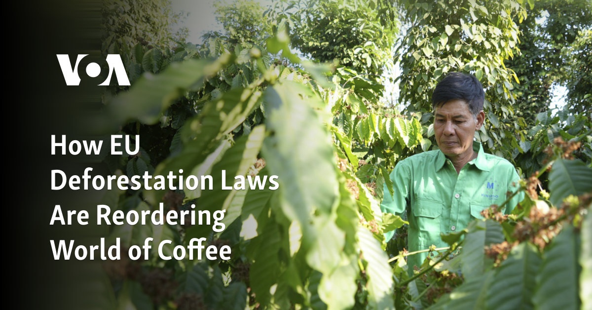 How EU Deforestation Laws Are Reordering World of Coffee 