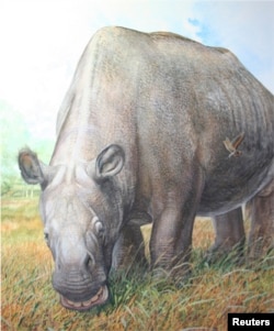 An artist's rendering shows the rhino-sized Toxodon, which was more closely related to horses and their allies than to other living placental mammals.