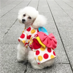 Selama Olimpiade, Mei ikut bertugas untuk menjajakan kimono khusus binatang yang dijual di toko Adachiya, Tokyo, Jepang. (IG/ adachiya.official)