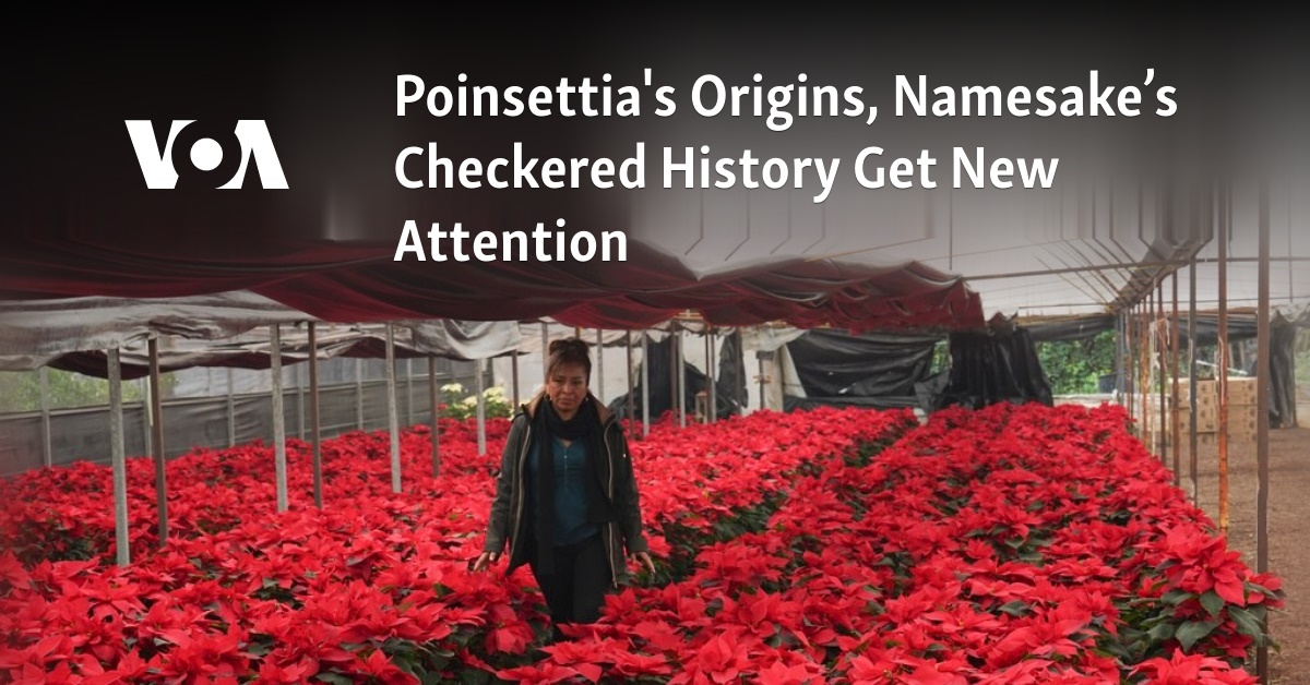 Poinsettia's Origins, Namesake’s Checkered History Get New Attention