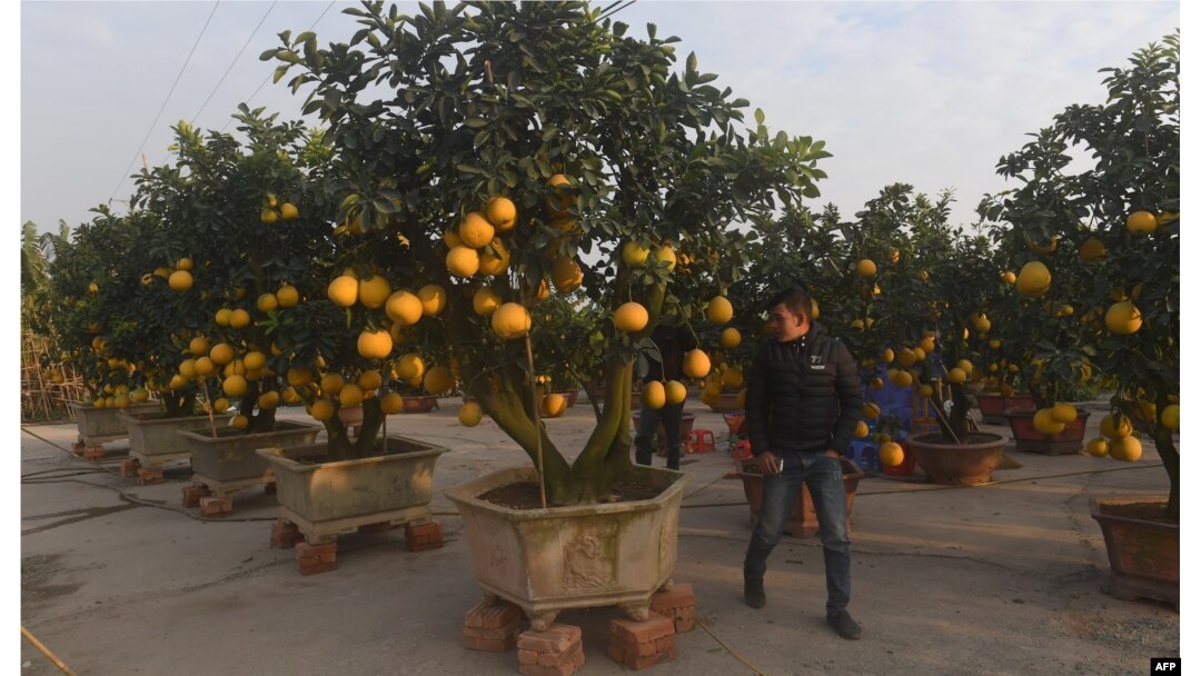 These grapefruit trees on sale near Hanoi, Vietnam.