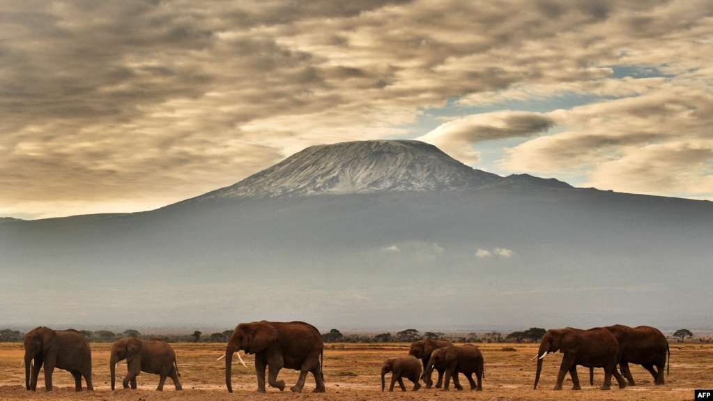 非洲景象：一群大象走在肯尼亚安博塞利国家公园乞力马扎罗山前面。