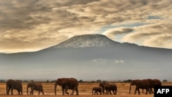 非洲景象：一群大像走在肯尼亞安博塞利國家公園乞力馬扎羅山前面