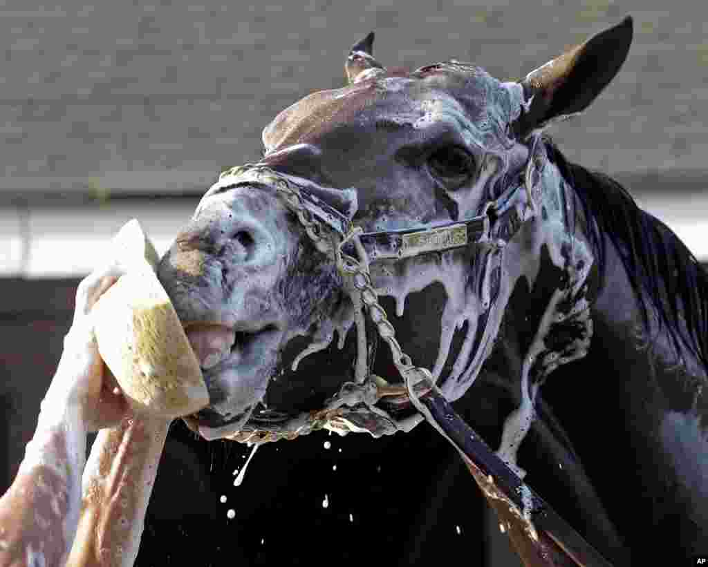 El potro Sabercat disfruta de una ducha tras su entrenamiento en Churchill Downs, un par de d&iacute;as antes del Kentucky Derby. (AP Photo/Morry Gash)
