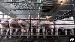 美国北卡罗来纳州一个农场的猪群(资料照，2017年7月21日)