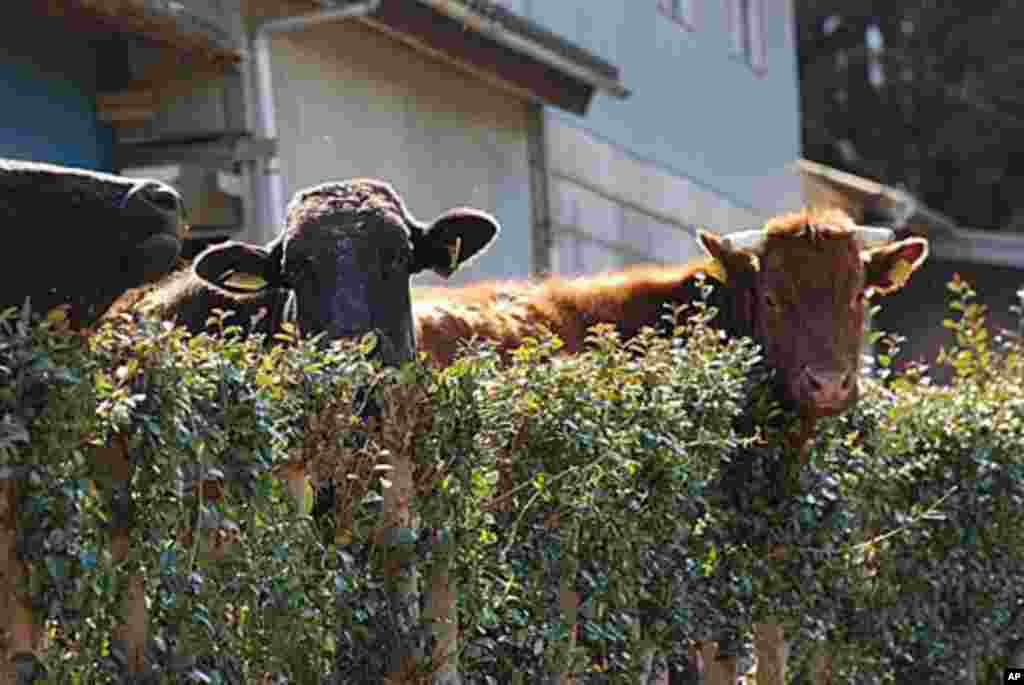Cattle on the loose graze on shrubbery at an abandoned home, Namie, Fukushima Pref., Japan, March 12 2011 (VOA - S. L. Herman)