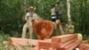 Người Campuchia ở nông thôn tức giận trước các hoạt động đốn rừng ồ ạt