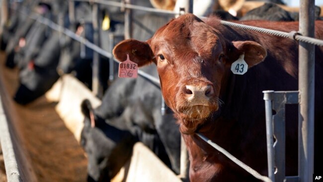 FILE - Cattle occupy a feedlot in Columbus, Neb., in June 2020.