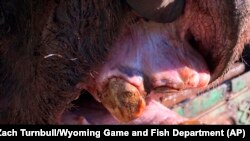 Grizzly 168 was so old, it only had three remaining teeth. (Zach Turnbull/Wyoming Game and Fish Department)