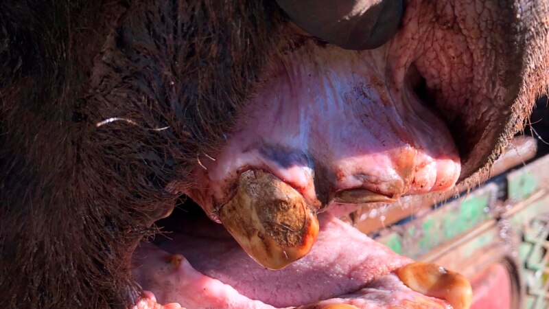 Oldest Known Grizzly Bear in Yellowstone Park Dies