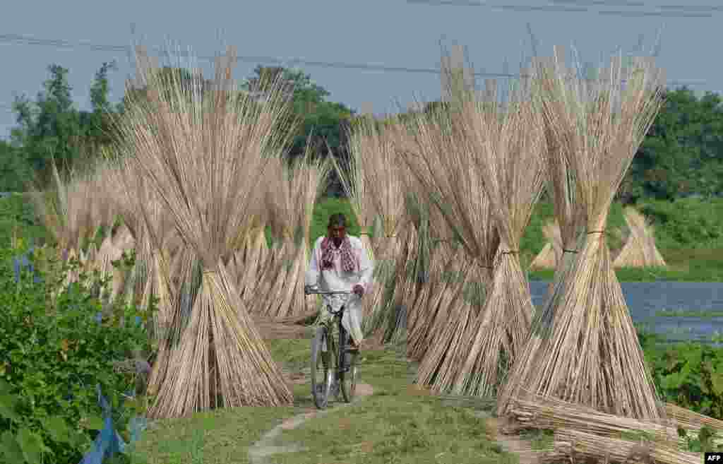 A villager rides his bicycle past jute sticks, a fiber that can be spun into coarse strong threads, at Dolapani village in Sonitpur district, some 185 kms from Guwahati, the capital city of India&rsquo;s north-eastern state of Assam.