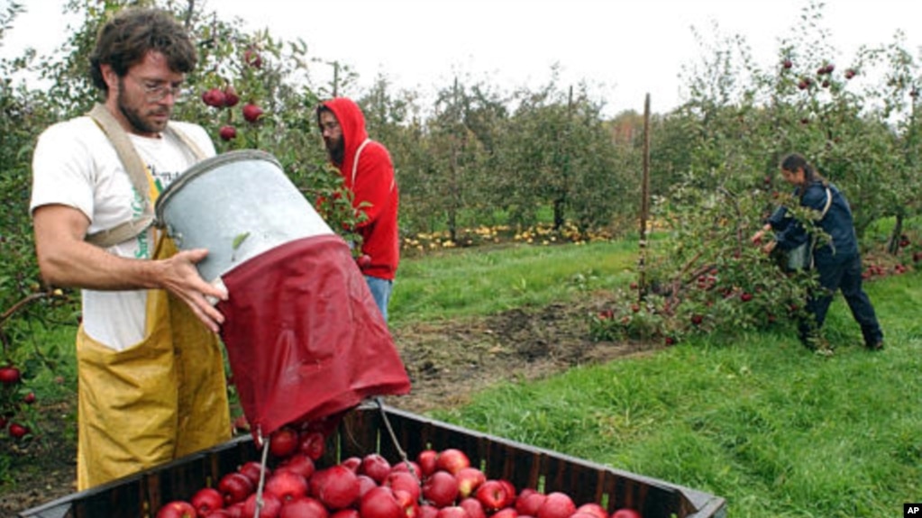 Paul Appleton, left-foreground, dumps Roma apples into a crate at the University of Massachusetts Cold Spring Orchard Research & Education Center, Oct. 27, 2003. The orchard is maintained not only for research but for income to support the research. (AP Photo/Nathan Martin)