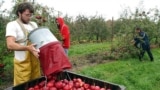 Paul Appleton, left-foreground, dumps Roma apples into a crate at the University of Massachusetts Cold Spring Orchard Research & Education Center, Oct. 27, 2003. The orchard is maintained not only for research but for income to support the research. (AP Photo/Nathan Martin)