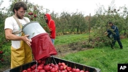 Paul Appleton, left-foreground, dumps Roma apples into a crate at the University of Massachusetts Cold Spring Orchard Research & Education Center, Oct. 27, 2003. The orchard is maintained not only for research but for income to support the research. (AP Photo/Nathan Martin)