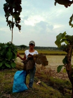 Upaya Elis menanam pohon daun lanang dari bijinya. (Foto: Courtesy)
