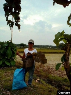 Upaya Elis menanam pohon daun lanang dari bijinya. (Foto: Courtesy)