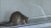 Ratos gigantes ajudam a desminar Malanje