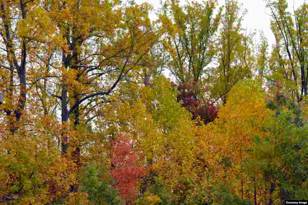 Glorious autumn foliage blazes on trees in a forest in Fair Oaks, Virginia, USA. (Photo taken by Diaa Bekheet on Oct. 24, 2015)