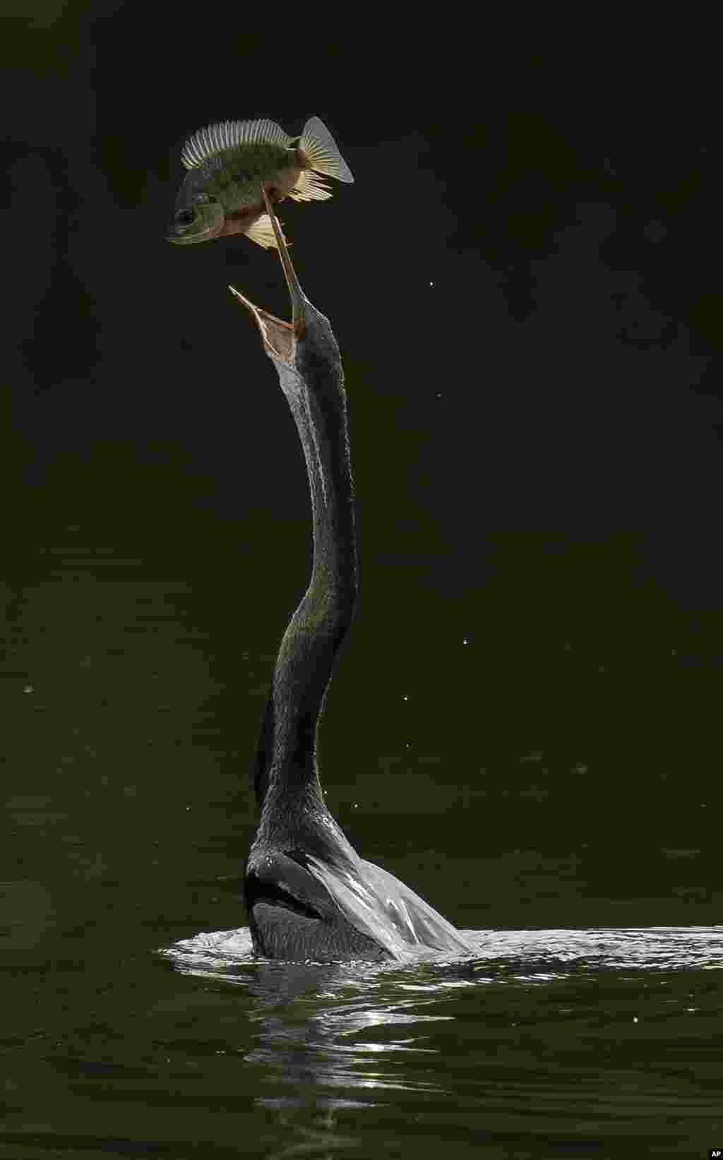 An Oriental Darter tosses up its catch of a small fish at a lake outside Putrajaya, Malaysia.