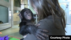 Filmmaker Irene Magafan with baby Teco, the newest addition to the Great Ape Trust in Des Moines, Iowa, in November 2011.(Courtesy Irene Magafan)