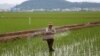 “북한 수확량, 10년래 최악이던 작년보다 더 떨어질 듯”