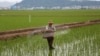 FILE - A farmer spreads fertilizer on a rice field in Sariwon, North Korea, June 13, 2018. The U.N. says around 11 million North Koreans need food and other aid and about 20 percent of children are stunted because of malnutrition.