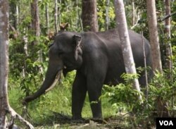 Seeekor gajah Sumatra terlihat di kawasan hutan di Perawang, Provinsi Riau (12/1).