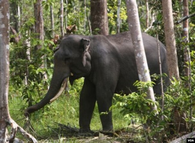 Seeekor gajah Sumatra terlihat di kawasan hutan di Perawang, Provinsi Riau (12/1).